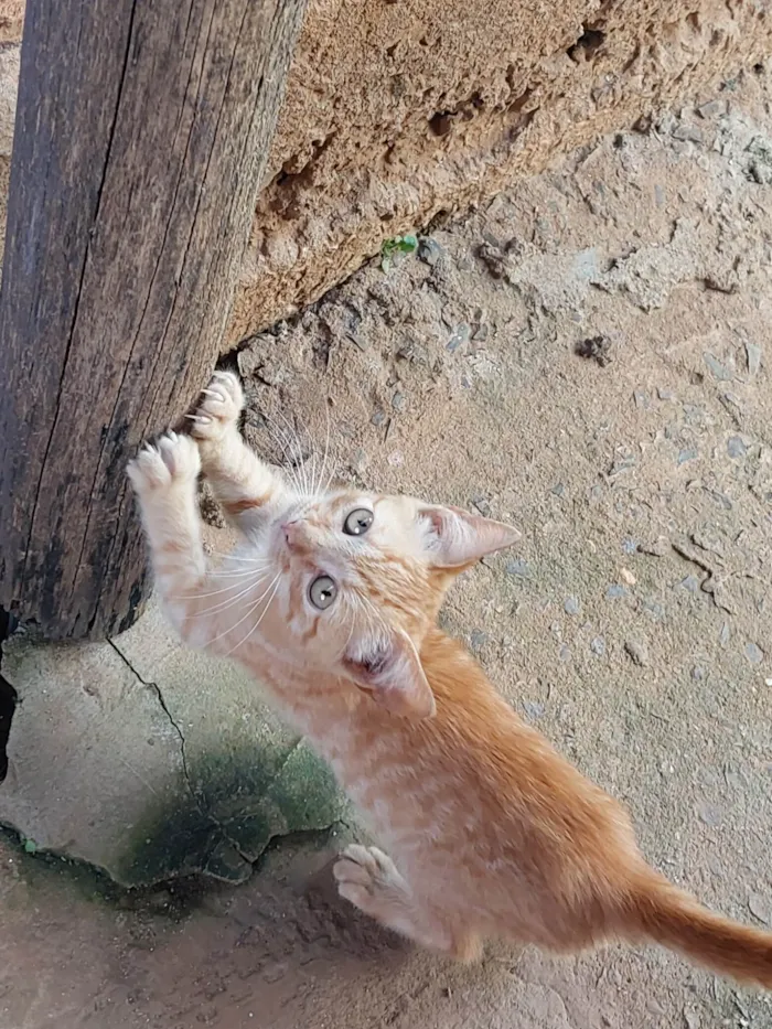 Gato ra a  idade 2 a 6 meses nome Sem nome 