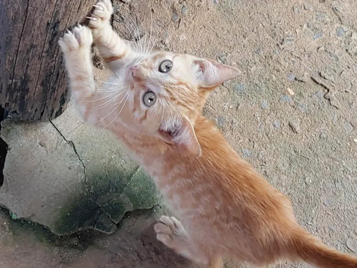 Gato ra a  idade 2 a 6 meses nome Sem nome 