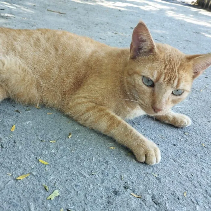 Gato ra a Srd idade 2 anos nome Laranjinha
