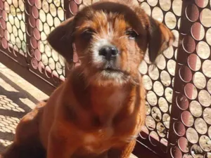 Cachorro raça Mestiço idade 2 a 6 meses nome Caramelo