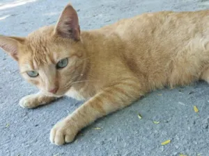 Gato raça Srd idade 2 anos nome Laranjinha