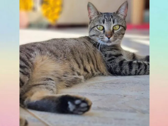 Gato ra a SRD-ViraLata idade 7 a 11 meses nome CECI