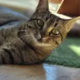 CECI