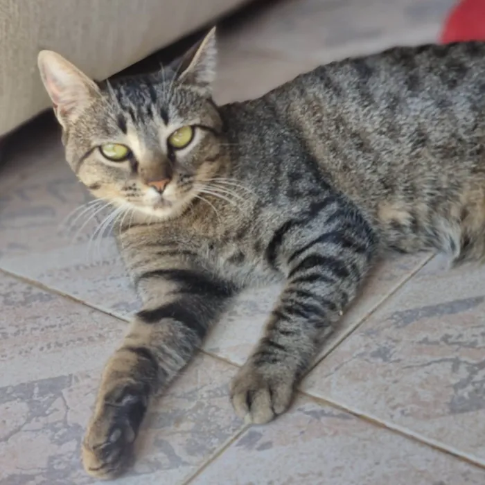 Gato ra a SRD-ViraLata idade 7 a 11 meses nome CECI
