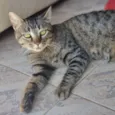 CECI
