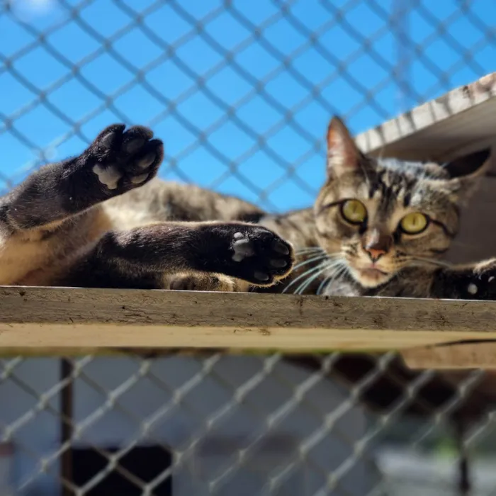 Gato ra a SRD-ViraLata idade 7 a 11 meses nome CECI