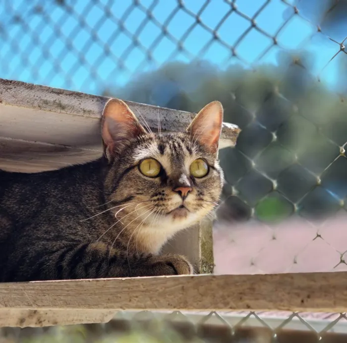 Gato ra a SRD-ViraLata idade 7 a 11 meses nome CECI