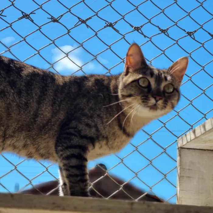 Gato ra a SRD-ViraLata idade 7 a 11 meses nome CECI
