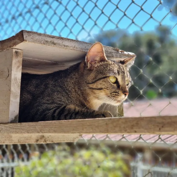 Gato ra a SRD-ViraLata idade 7 a 11 meses nome CECI