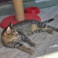 CECI