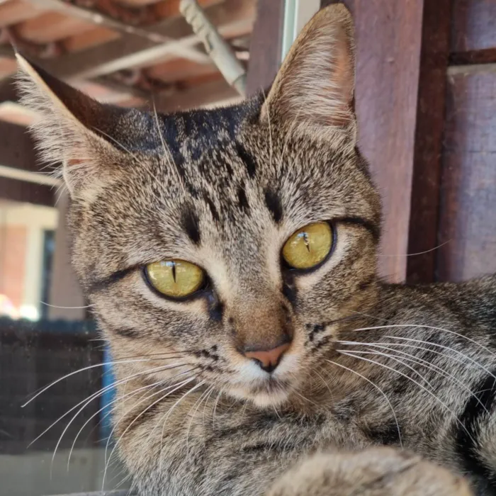 Gato ra a SRD-ViraLata idade 7 a 11 meses nome CECI
