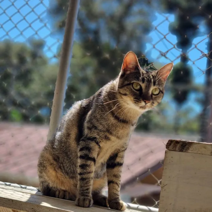 Gato ra a SRD-ViraLata idade 7 a 11 meses nome CECI