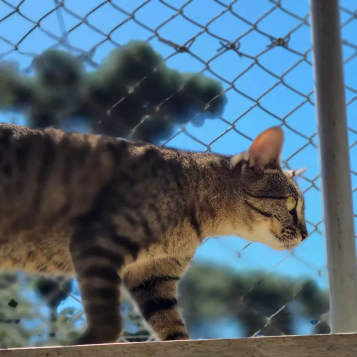 Gato ra a SRD-ViraLata idade 7 a 11 meses nome CECI
