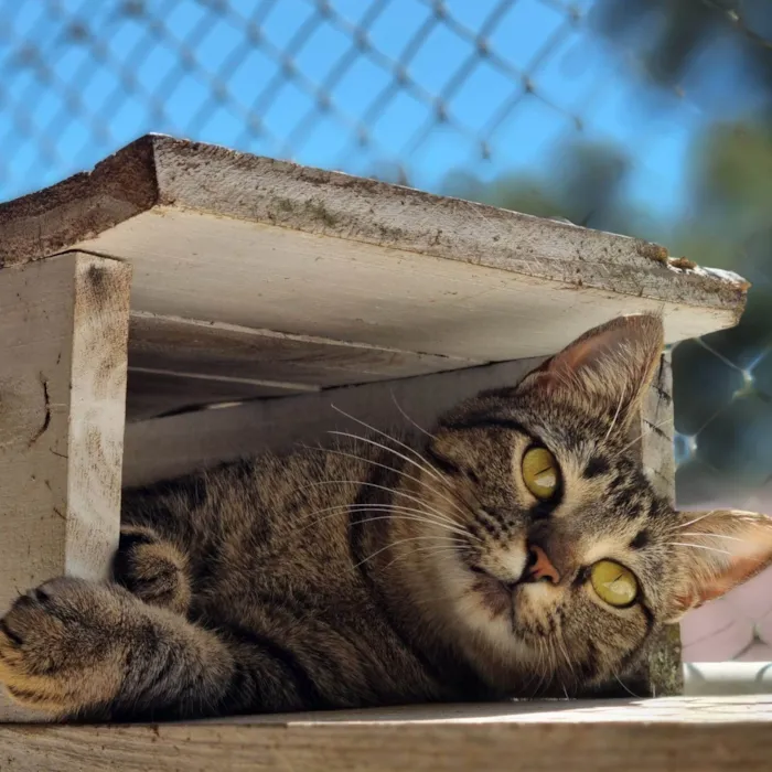 Gato ra a SRD-ViraLata idade 7 a 11 meses nome CECI