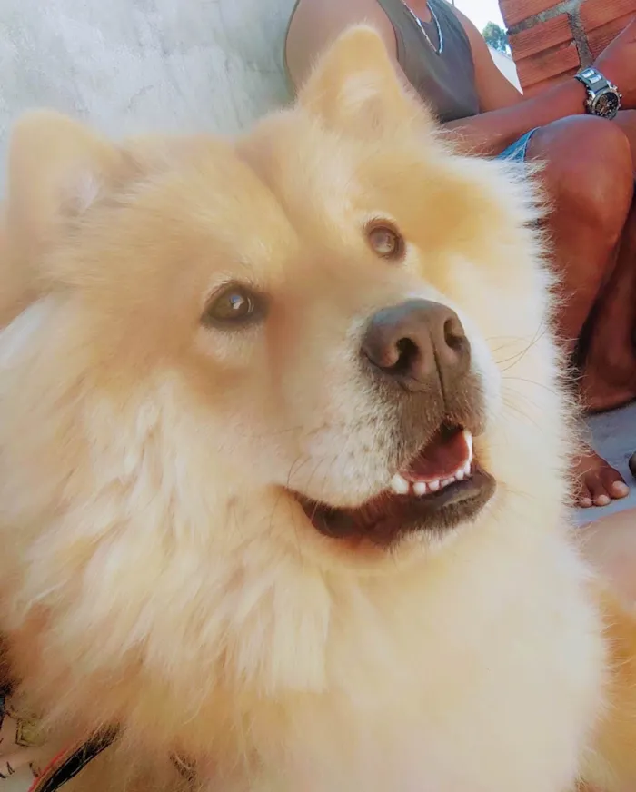 Cachorro ra a Chow chow  idade 3 anos nome Mike 