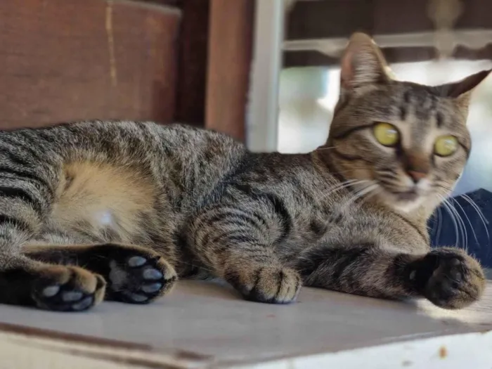 Gato ra a SRD-ViraLata idade 7 a 11 meses nome CECI