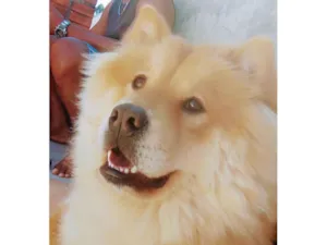 Cachorro raça Chow chow  idade 3 anos nome Mike 