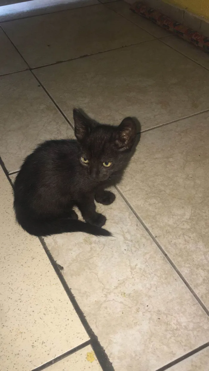 Gato raça SRD-ViraLata idade 2 a 6 meses nome Mya