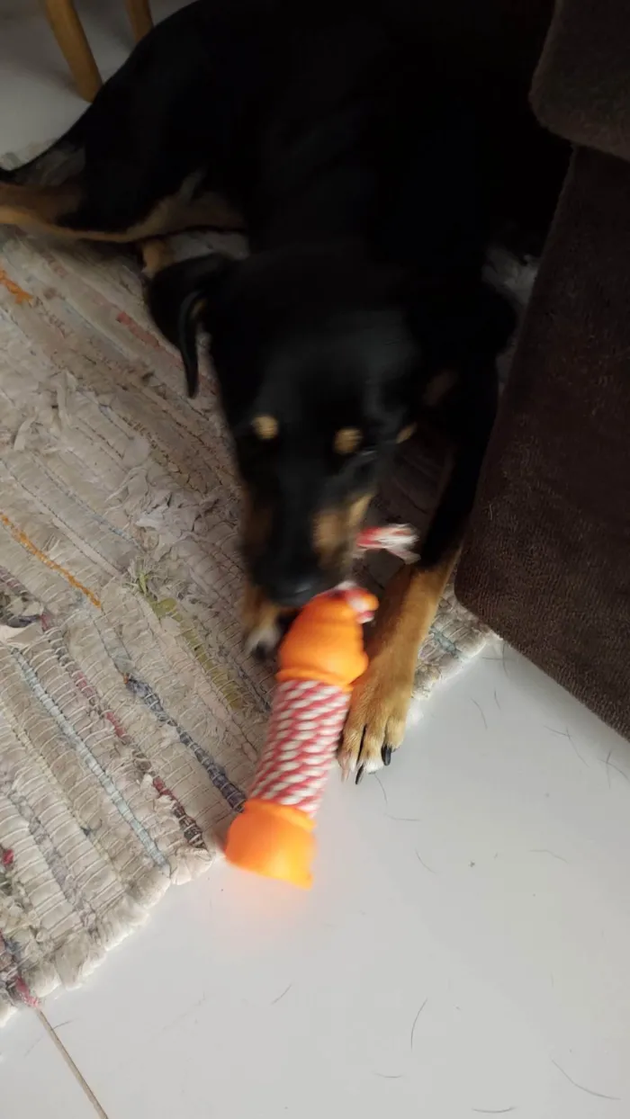 Cachorro ra a SRD-ViraLata idade 4 anos nome Olga