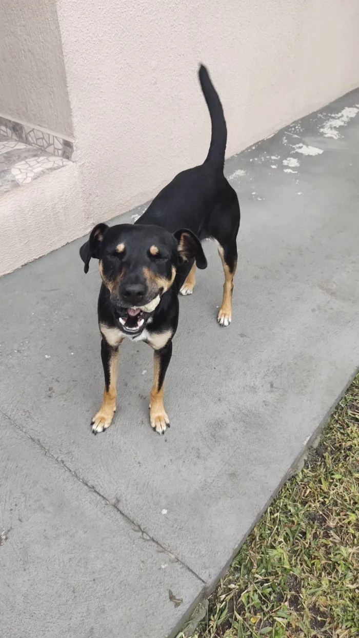 Cachorro ra a SRD-ViraLata idade 4 anos nome Olga