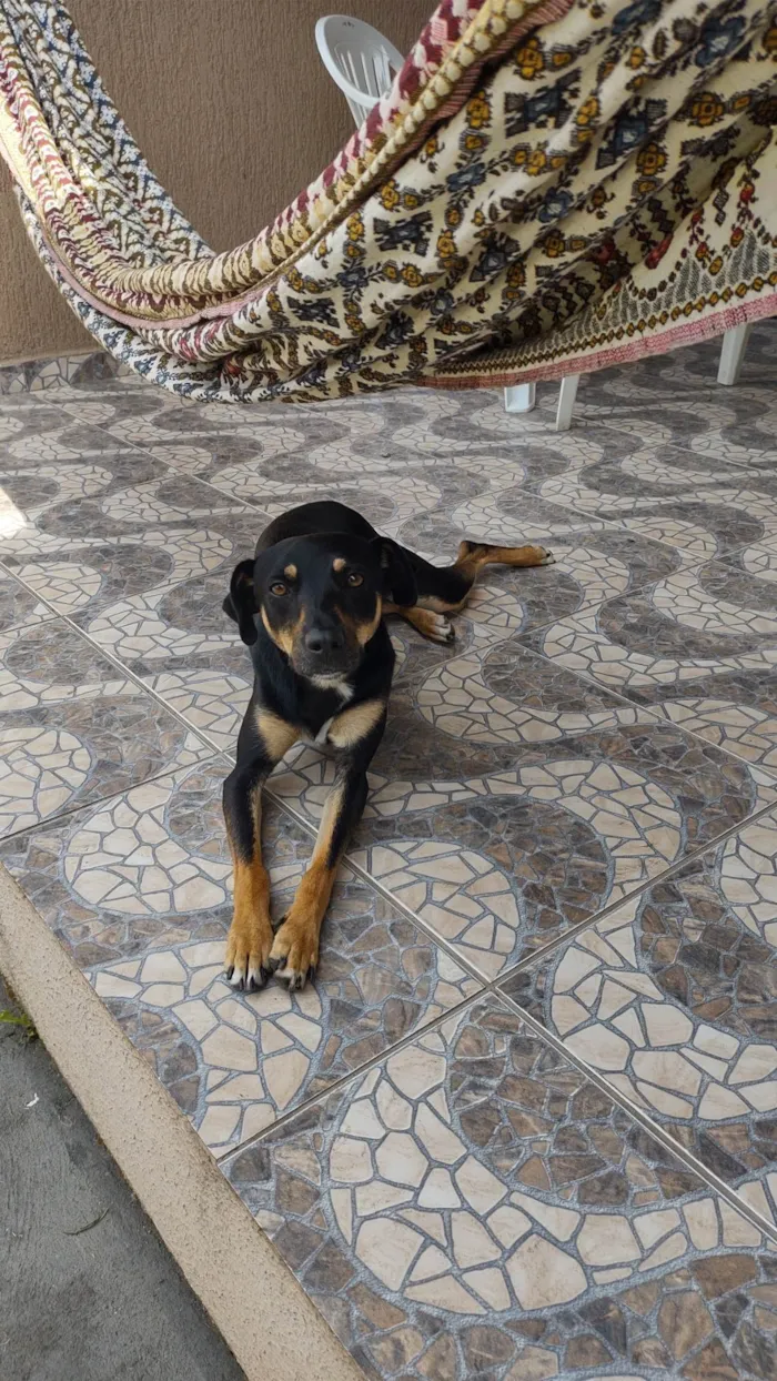 Cachorro ra a SRD-ViraLata idade 4 anos nome Olga