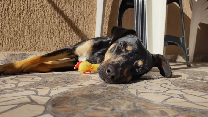 Cachorro ra a SRD-ViraLata idade 4 anos nome Olga