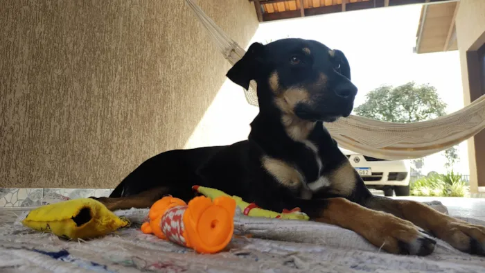 Cachorro ra a SRD-ViraLata idade 4 anos nome Olga
