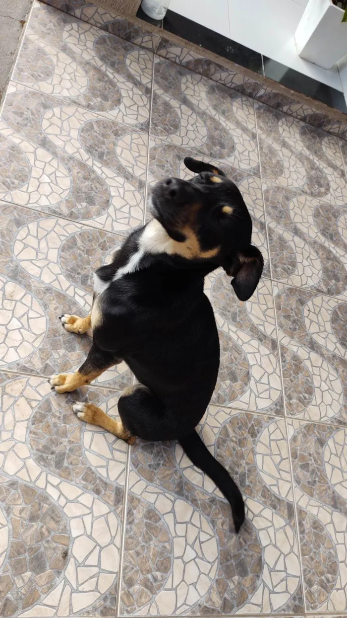 Cachorro ra a SRD-ViraLata idade 4 anos nome Olga