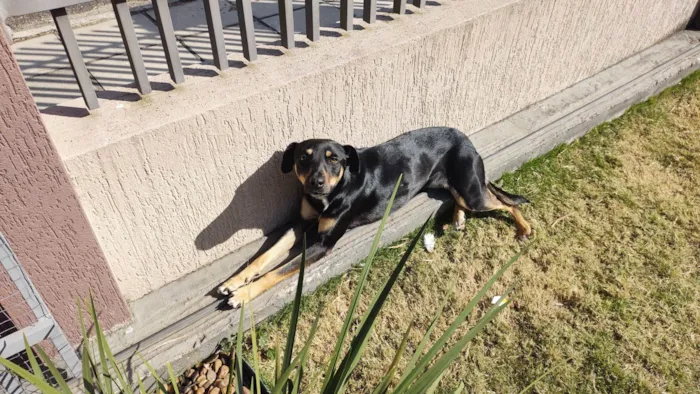 Cachorro ra a SRD-ViraLata idade 4 anos nome Olga