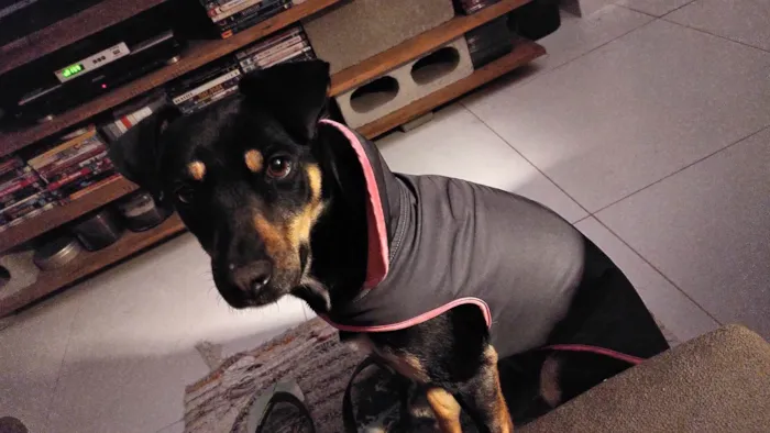 Cachorro ra a SRD-ViraLata idade 4 anos nome Olga