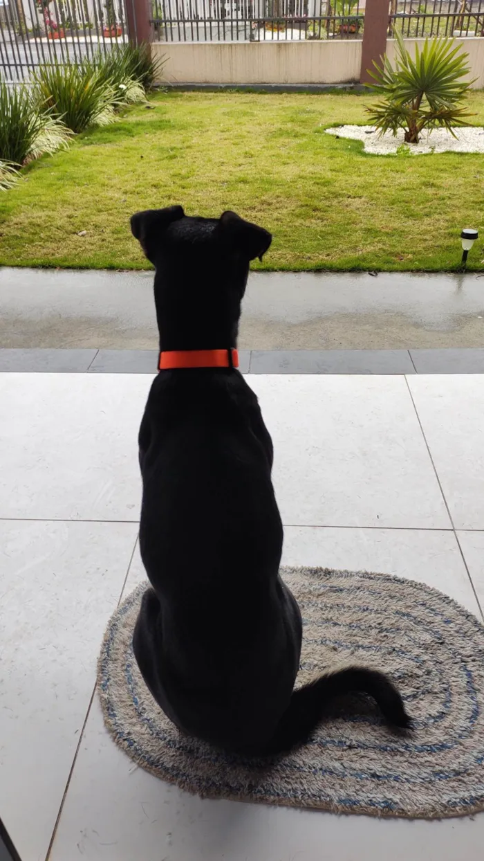 Cachorro ra a SRD-ViraLata idade 4 anos nome Olga