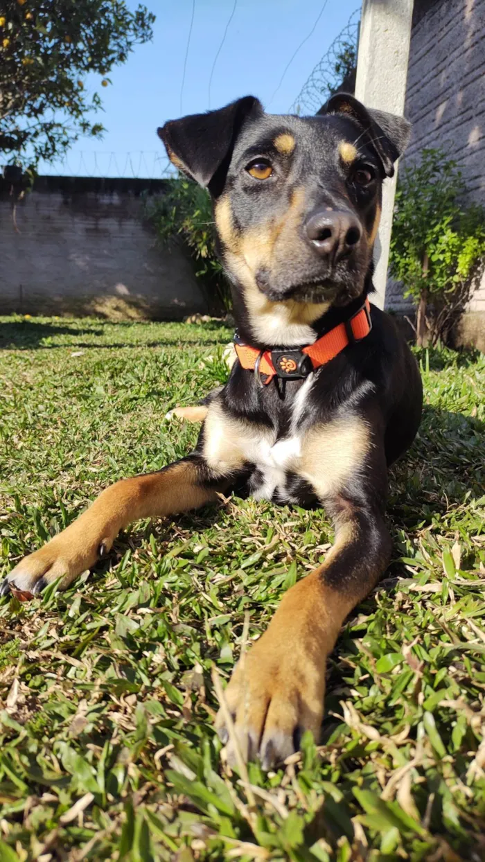 Cachorro ra a SRD-ViraLata idade 4 anos nome Olga