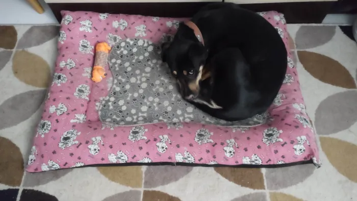 Cachorro ra a SRD-ViraLata idade 4 anos nome Olga