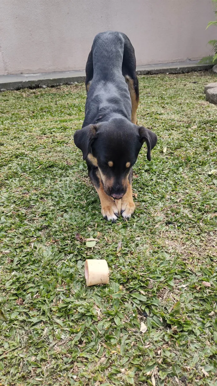 Cachorro ra a SRD-ViraLata idade 4 anos nome Olga