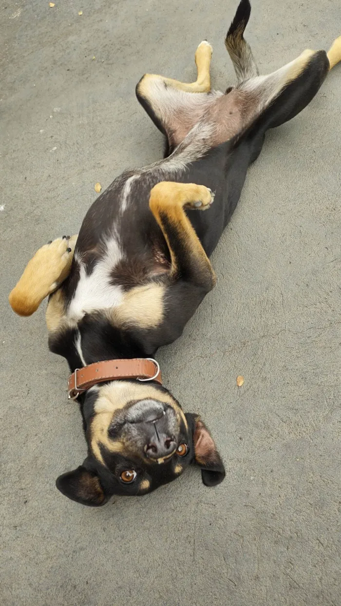 Cachorro ra a SRD-ViraLata idade 4 anos nome Olga