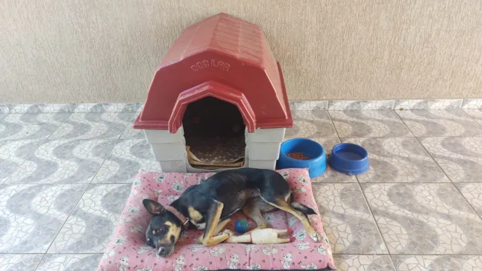 Cachorro ra a SRD-ViraLata idade 4 anos nome Olga