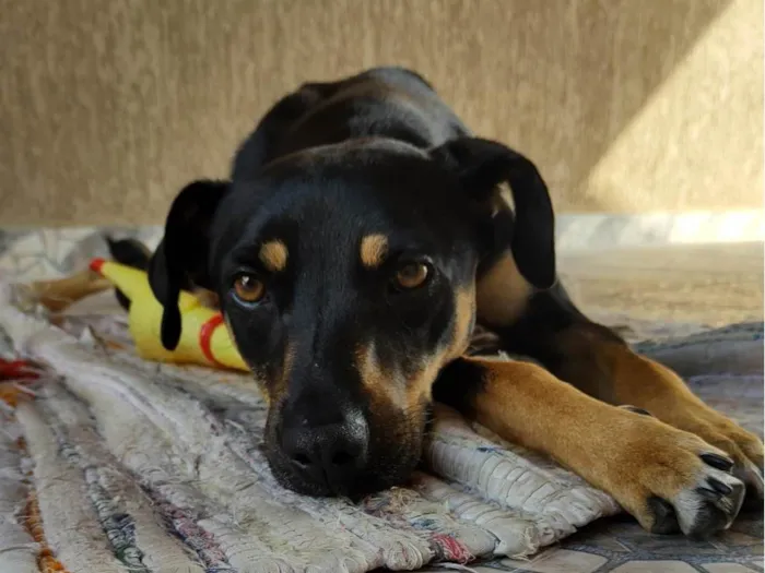 Cachorro ra a SRD-ViraLata idade 4 anos nome Olga