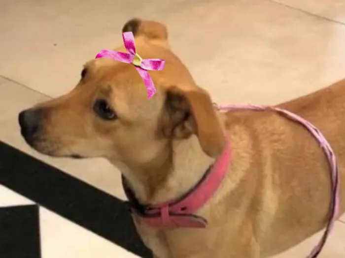 Cachorro ra a Mestica  idade 2 a 6 meses nome Teka 