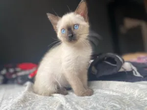 Gato raça  idade 2 a 6 meses nome Meggie