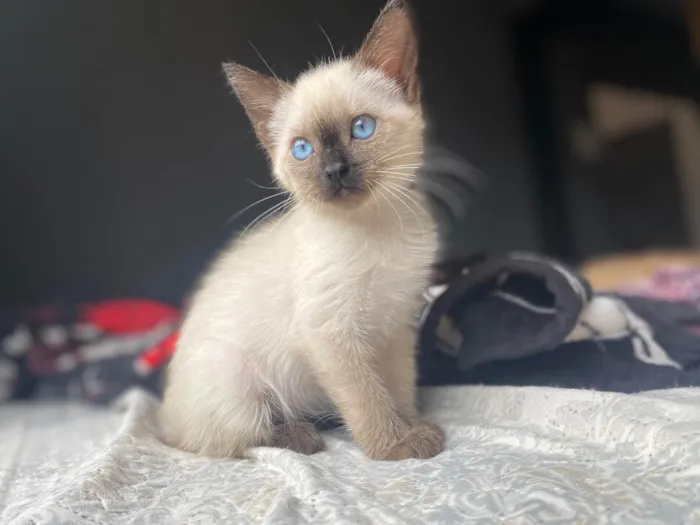 Gato ra a idade 2 a 6 meses nome Meggie