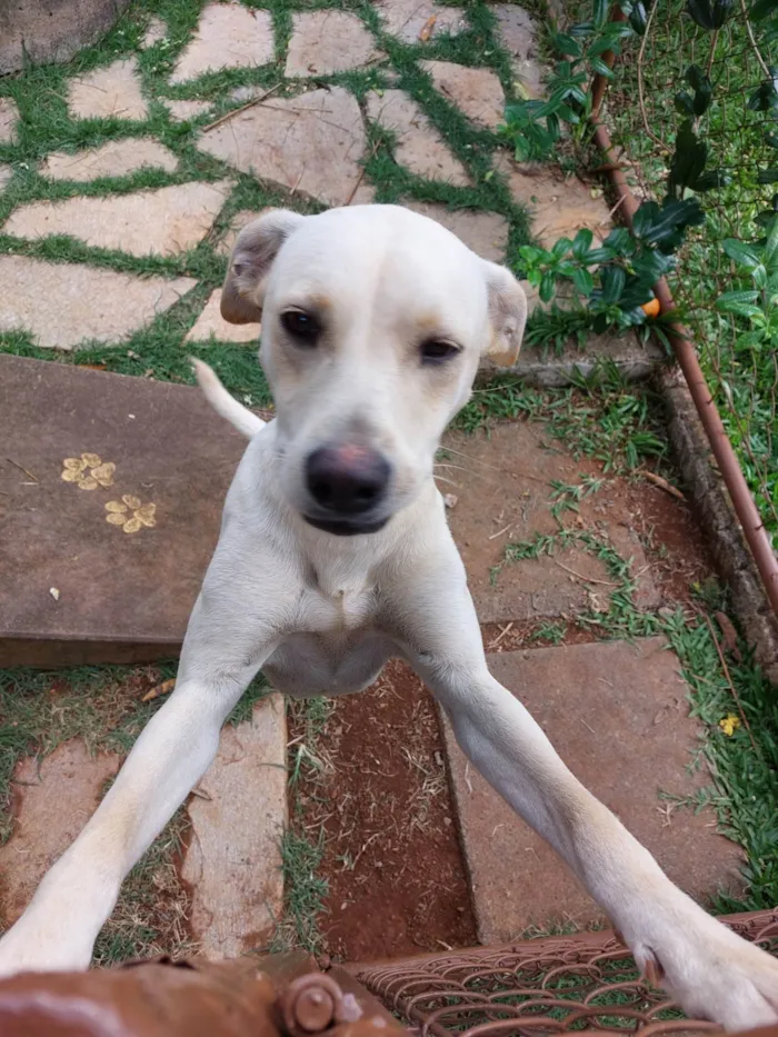 Cachorro ra a SRD-ViraLata idade 1 ano nome Vanilla