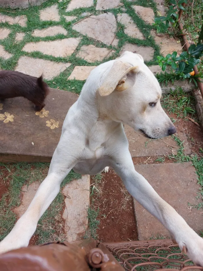 Cachorro ra a SRD-ViraLata idade 1 ano nome Vanilla