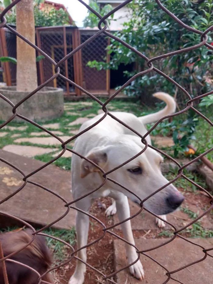 Cachorro ra a SRD-ViraLata idade 1 ano nome Vanilla