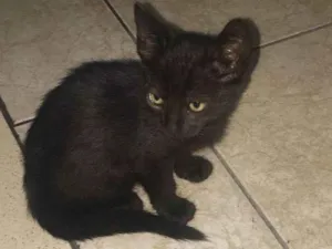 Gato raça SRD-ViraLata idade 2 a 6 meses nome Mya