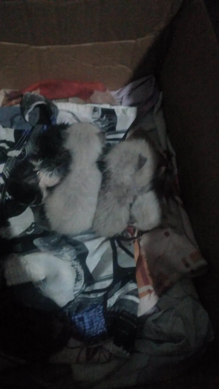 Gato raça Siamês idade Abaixo de 2 meses nome não nomeado