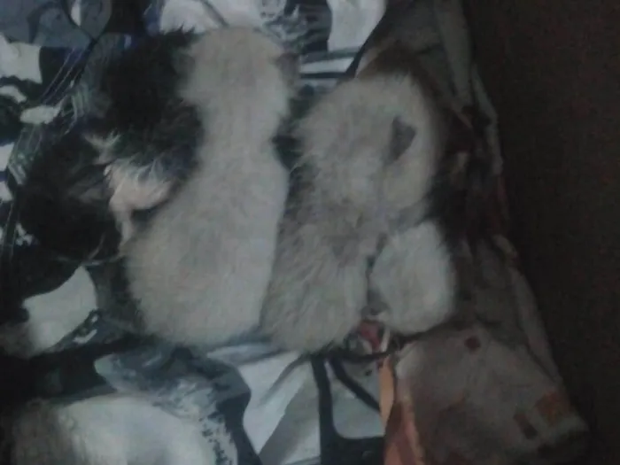 Gato raça Siamês idade Abaixo de 2 meses nome não nomeado