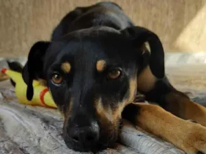 Cachorro raça SRD-ViraLata idade 4 anos nome Olga