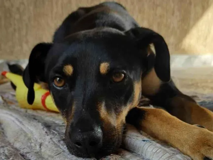 Cachorro ra a SRD-ViraLata idade 4 anos nome Olga