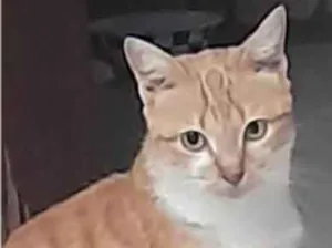 Gato raça SRD-ViraLata idade 7 a 11 meses nome FILÓ