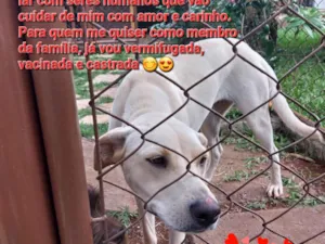 Cachorro raça SRD-ViraLata idade 1 ano nome Vanilla